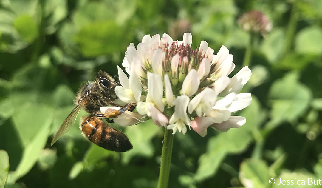 Clover Lawns: Is the Trend Lucky for Pollinators?