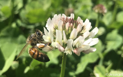 Clover Lawns: Is the Trend Lucky for Pollinators?