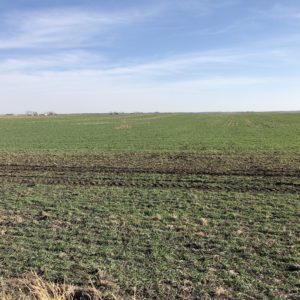 cover crops near Nevada