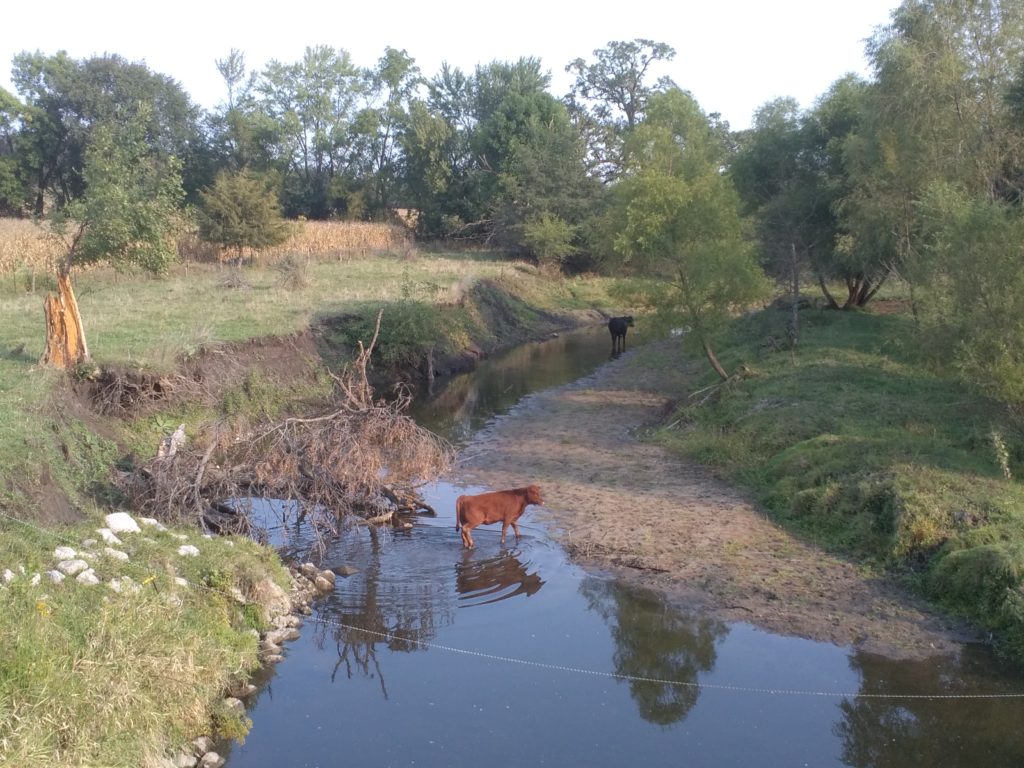 cow in a stream