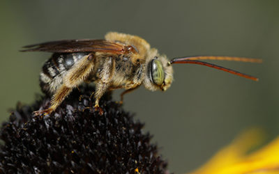 The Incredible Diversity of Iowa Bees